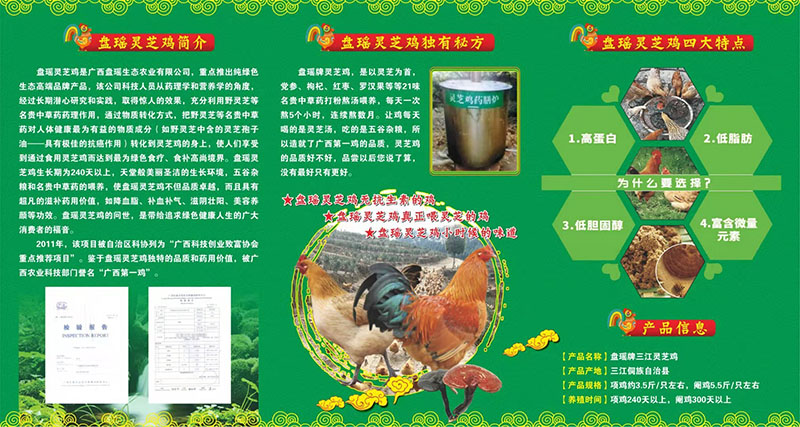 盘瑶灵芝鸡